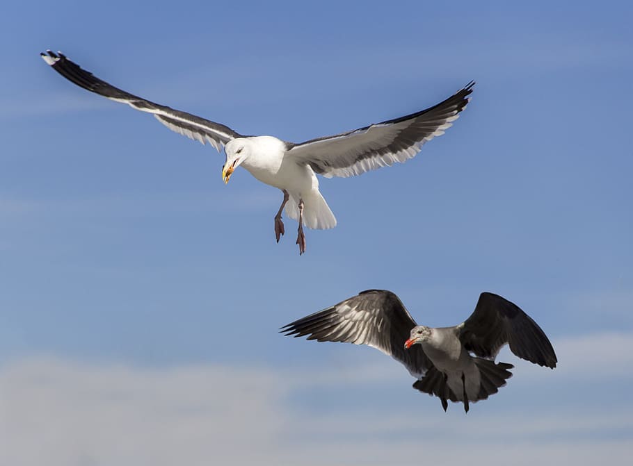 Seagull, Bird, Feather, Nature, Wildlife, wing, sky, fly, blue HD wallpaper