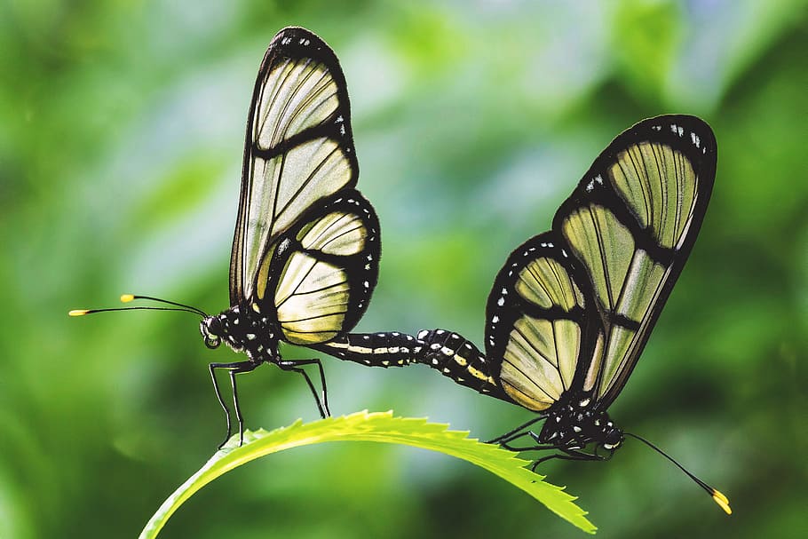 Closeup shot of two butterflies insects, nature, animal, animals, HD wallpaper