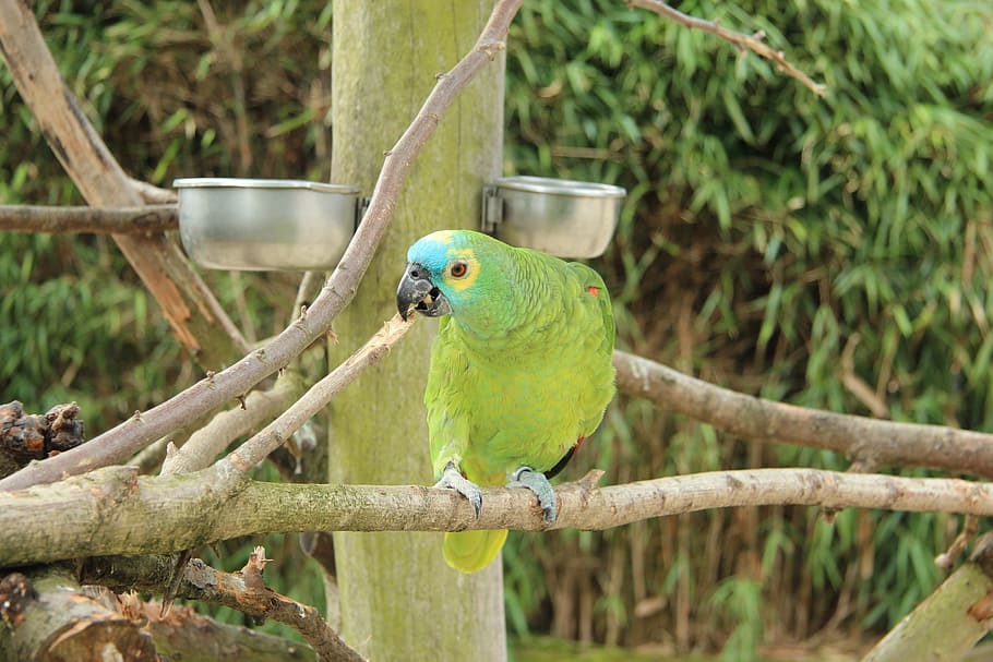 parrot, bird park, detmold, vertebrate, animal themes, animal wildlife HD wallpaper