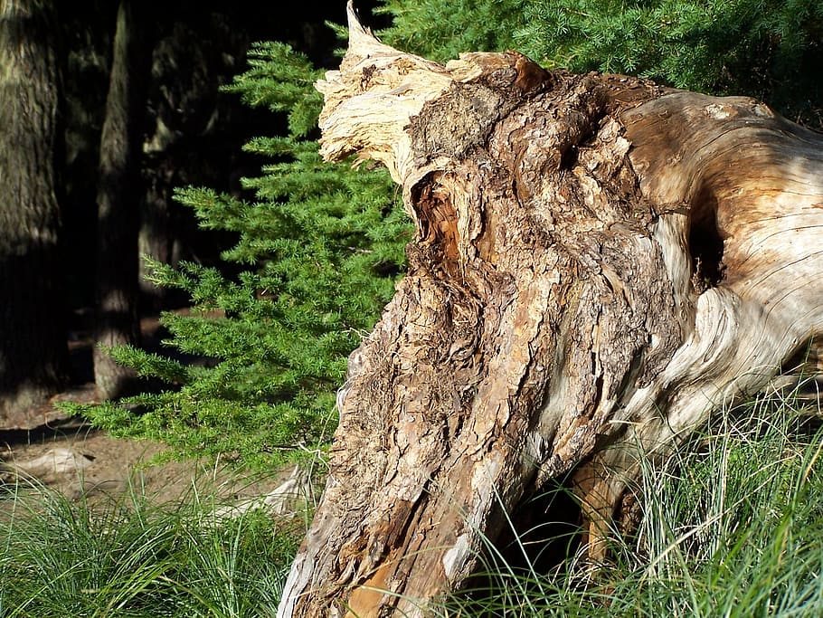tree stump, forest, nature, wood, natural, green, timber, trunk HD wallpaper