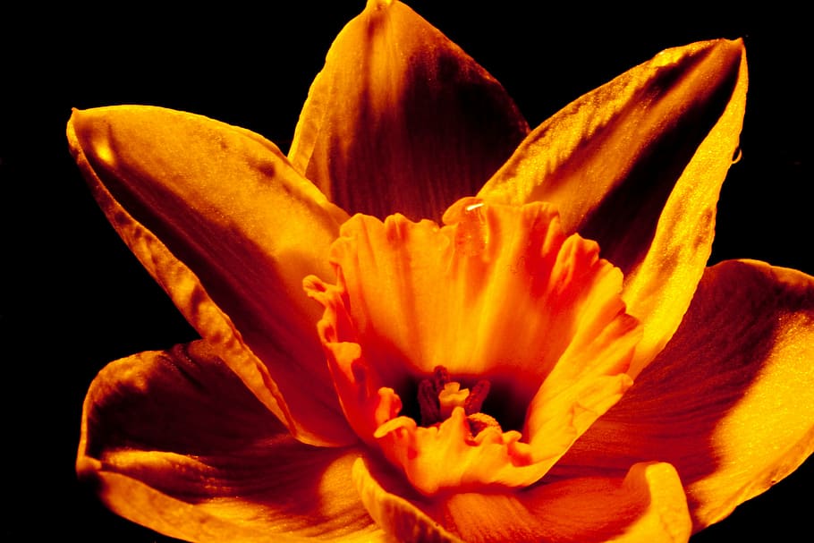 narcissus, flower, spring, yellow, nature, osterglocken, narcissus pseudonarcissus HD wallpaper
