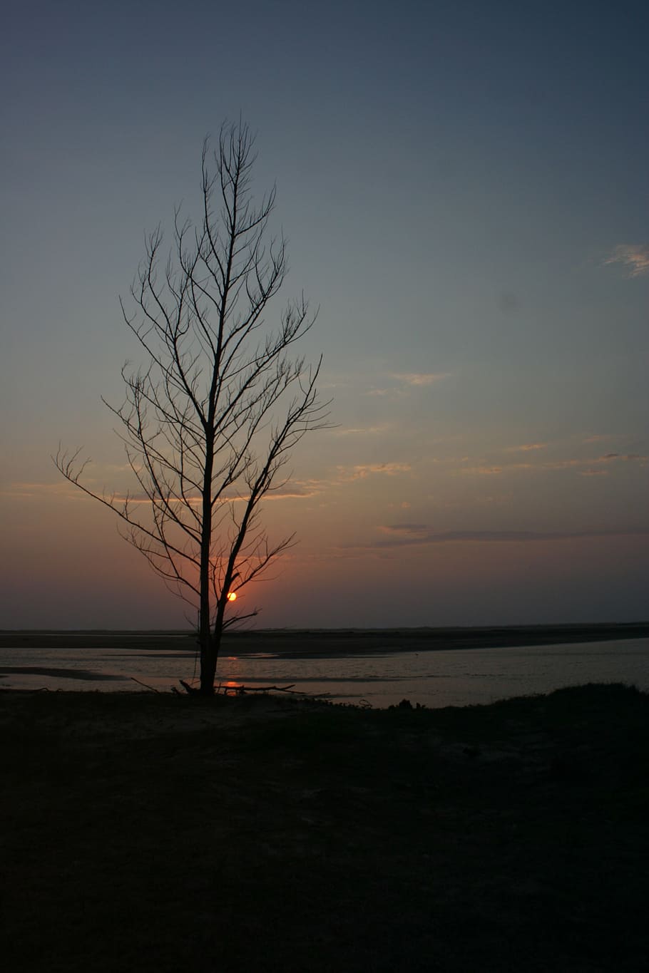 sunset, tree, dusk, sky, tranquility, beauty in nature, tranquil scene HD wallpaper