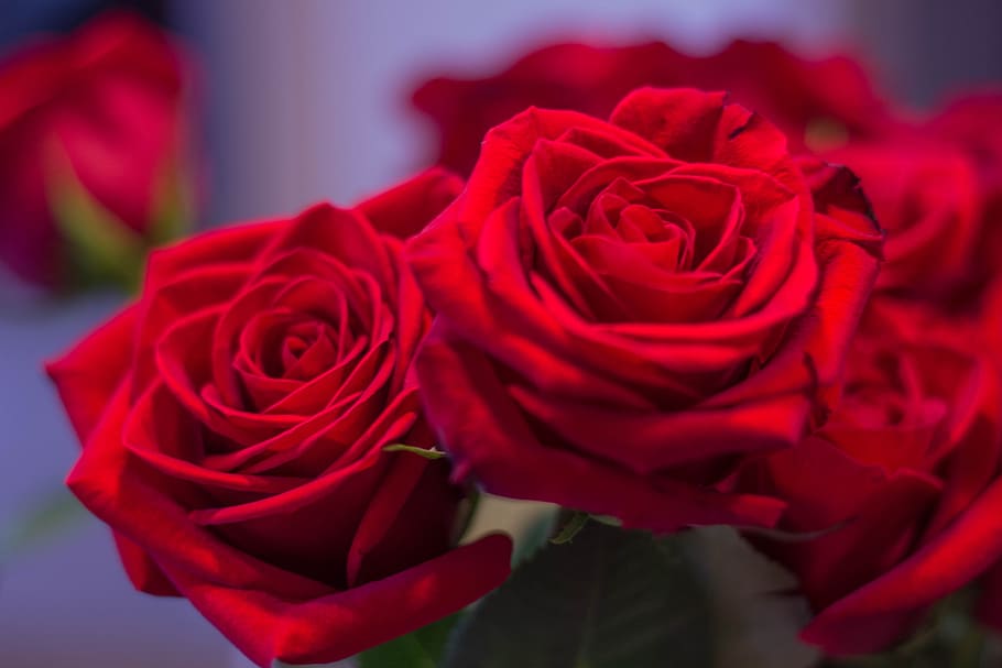 Roses, Flowers, red, rose - Flower, petal, love, bouquet, romance HD wallpaper