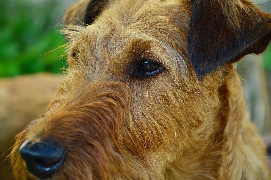 Dog, Irish Terrier, hundeportrait, pet, brown, animal, animal portrait, HD wallpaper