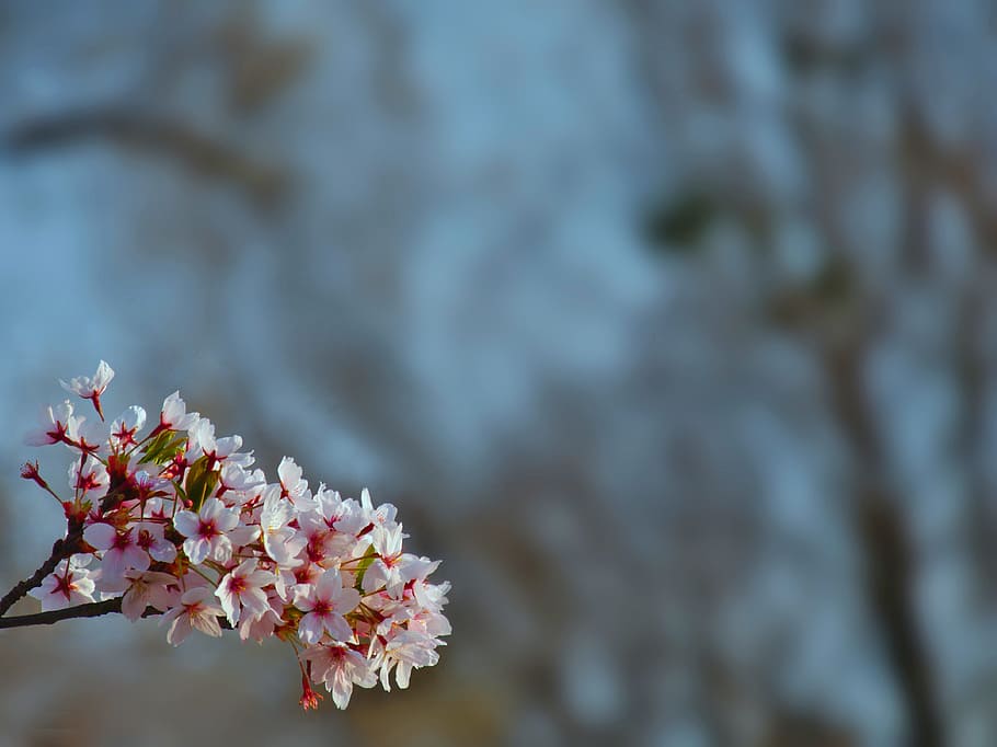 Blossom, Cherry Tree, Cherry, Tree, nature, spring, branch HD wallpaper
