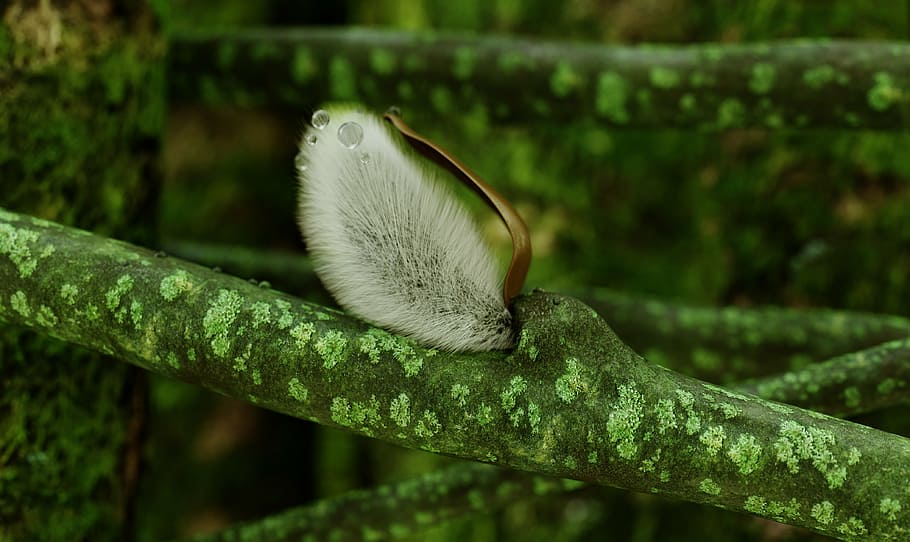 verba, forest, moss, 3d, green, drops, nature, animal, wildlife HD wallpaper