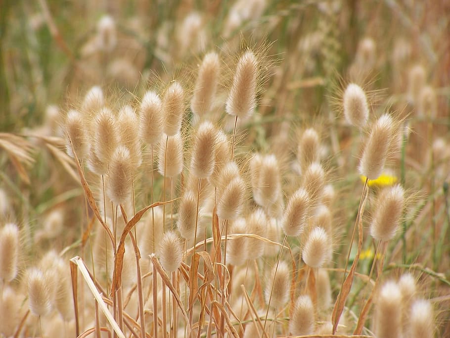 Pussywillow 1080P, 2K, 4K, 5K HD wallpapers free download | Wallpaper Flare