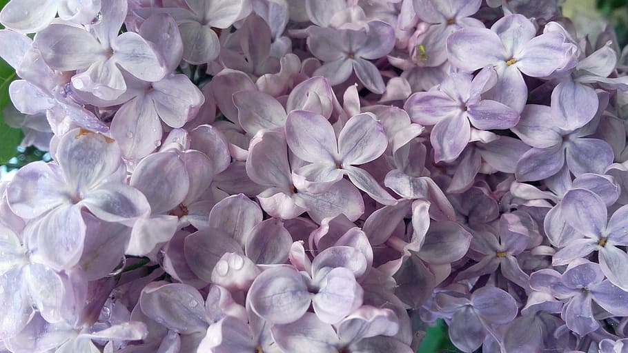 without, lilac, may, flowering, bush, spring, flowering plant HD wallpaper
