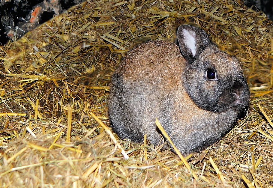 hare, stall, straw, hay, portrait, curious, attention, eyes HD wallpaper