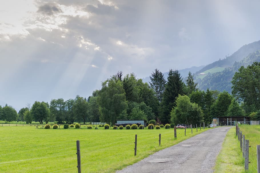 tree, nature, panorama, grass, landscape, sky, cloud, idyllic HD wallpaper