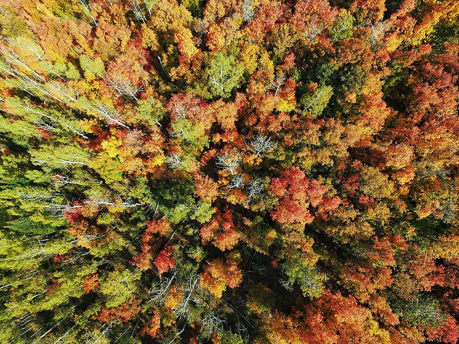 aerial, trees, woods, forest, drone, green, orange, summer HD wallpaper
