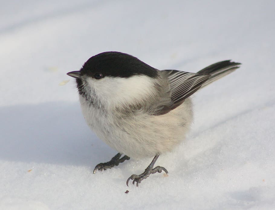 white and black bird, willow tit, tit willow, wildlife, animal HD wallpaper