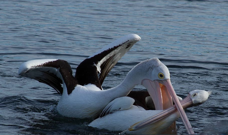 hungry, pelican, attack, animal, water, water bird, pelecanidae, HD wallpaper