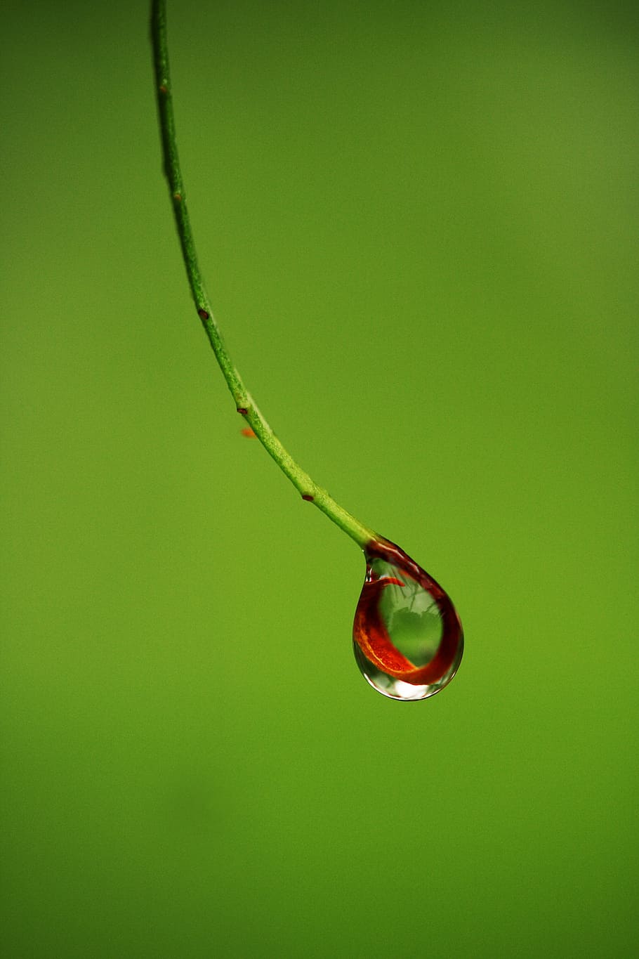 shallow focus photography of green stem, drop, wet, rain, red HD wallpaper
