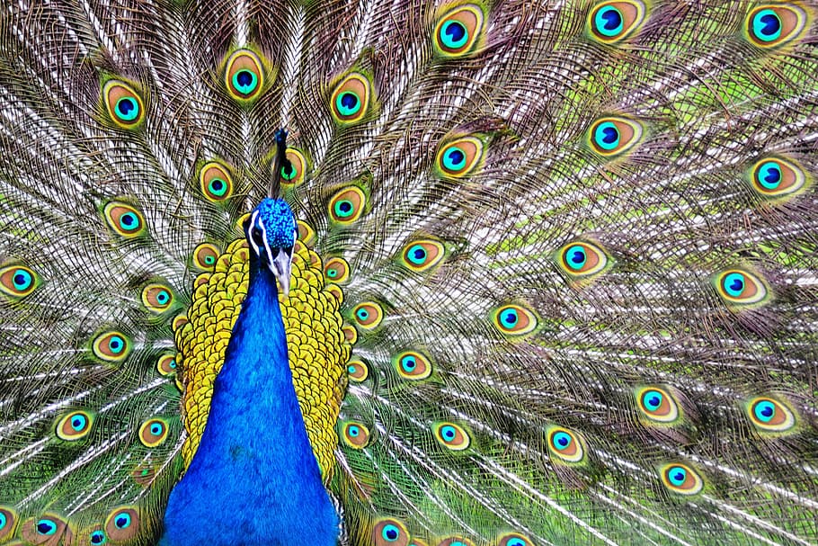 peacock, colors, birds, animal themes, feather, animal wildlife HD wallpaper