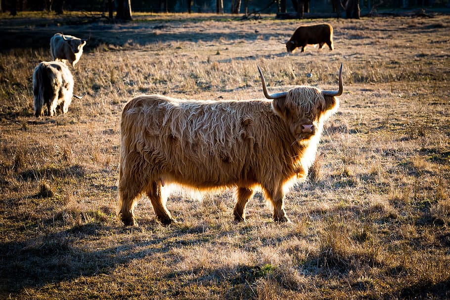 cattle, cow, ox, rind, animal, farm, agriculture, rural, beef HD wallpaper