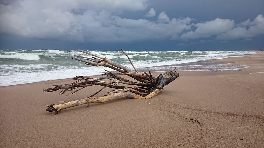 forward, beach, driftwood, land, sea, water, sand, sky, cloud - sky HD wallpaper
