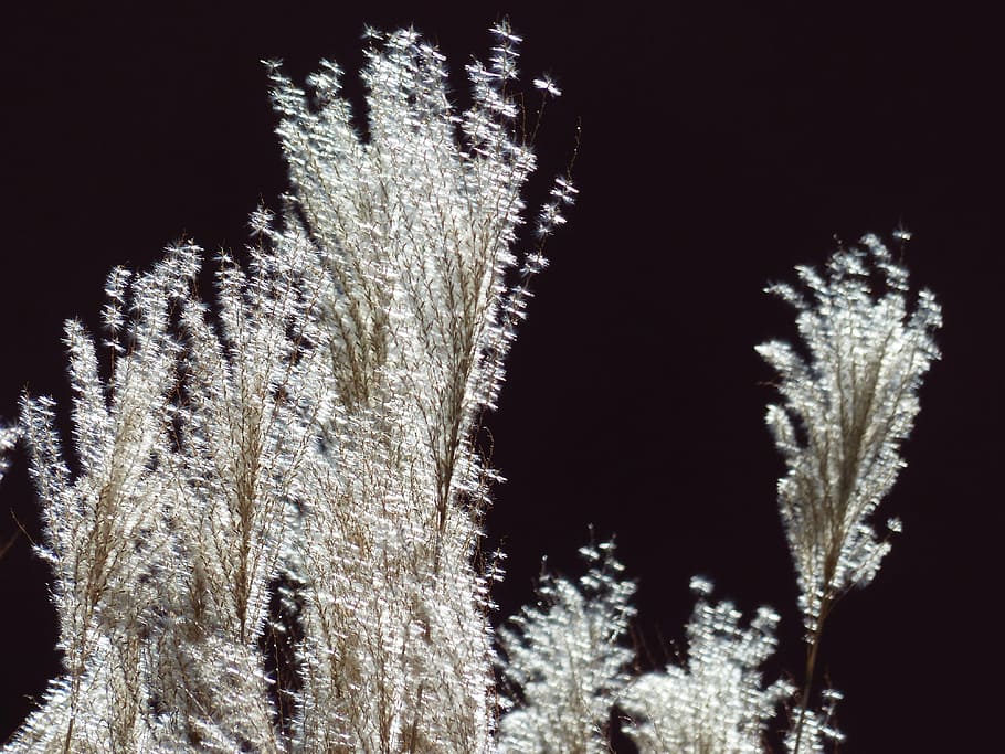 miscanthus, miscanthus sinensis, back light, licorice, poaceae HD wallpaper