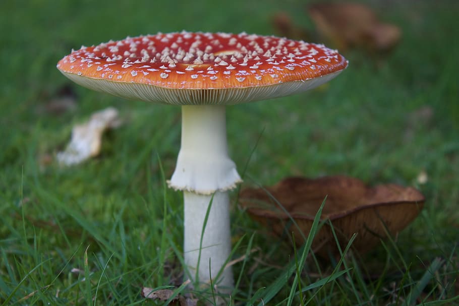Fly Agaric, Scarlet, Death Cap, Toadstool, scarlet death cap HD wallpaper