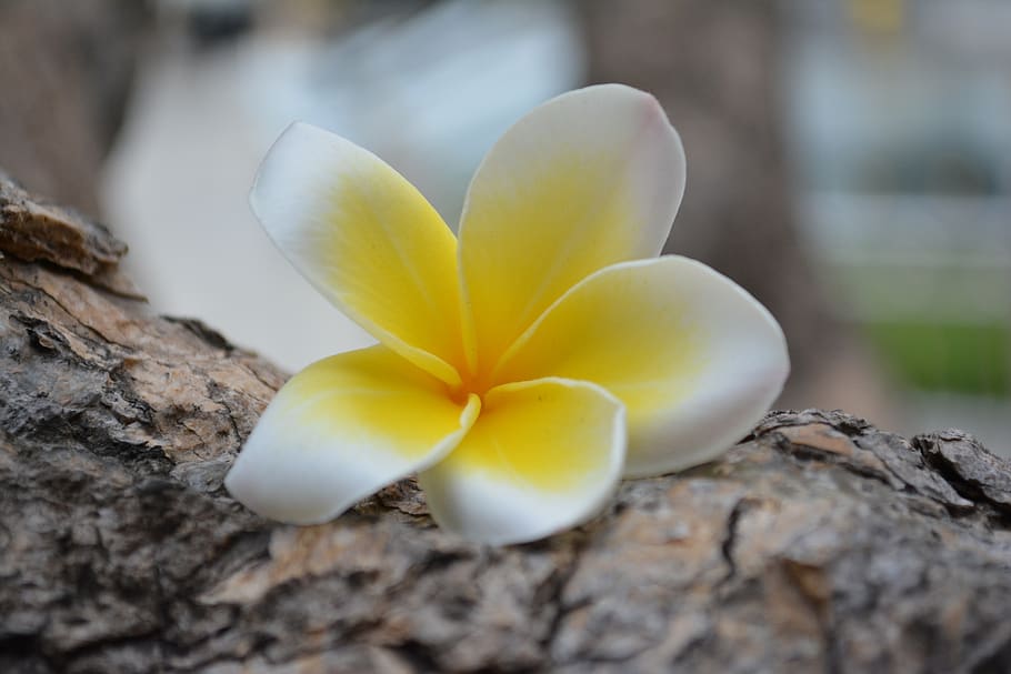 flower thailand nature a yellow flower natural summer