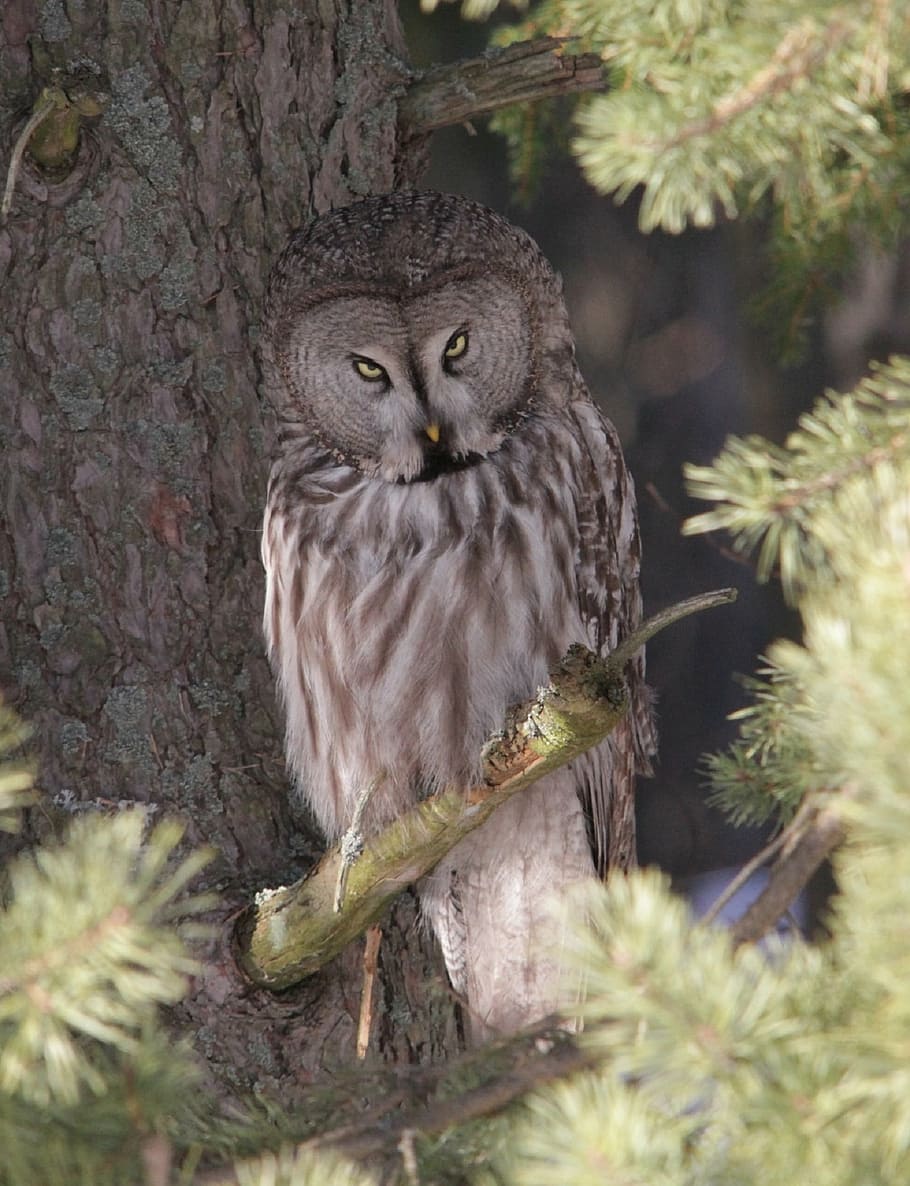 brown owl perching on tree, great grey owl, bird, perched, wildlife, HD wallpaper