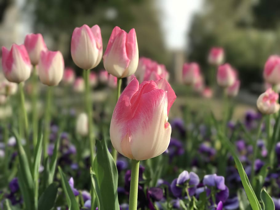 pink and white tulips, flower, wallpaper, iran, tehran, nature, HD wallpaper