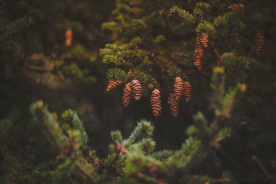 closeup photography of brown pine cones, view, green, tree HD wallpaper