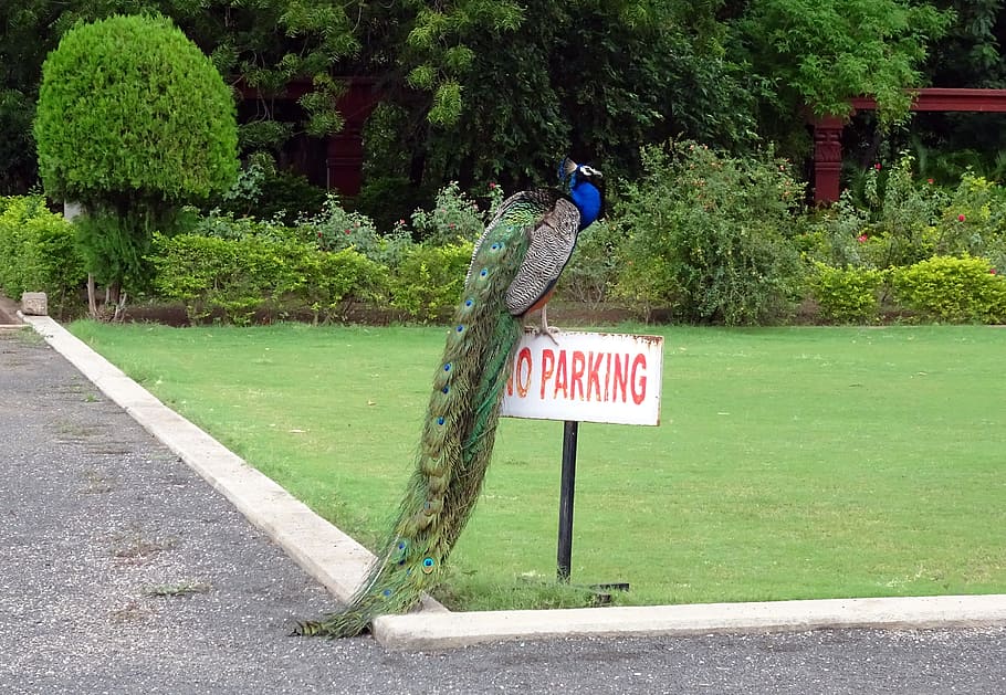 peacock, bird, plumage, pheasant, peafowl, wildlife, pavo cristatus HD wallpaper
