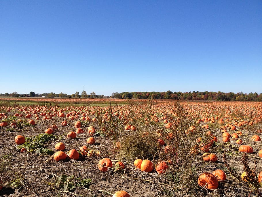 sky, blue sky, orange, pumpkins, field, pumpkin field, rural, HD wallpaper