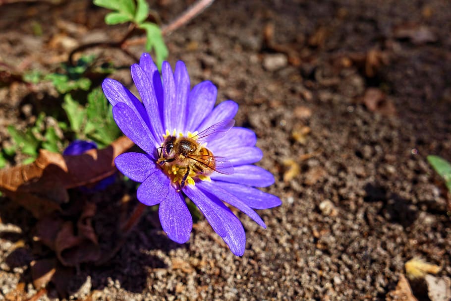 focus photography purple petaled flower, bee, insect, wing HD wallpaper