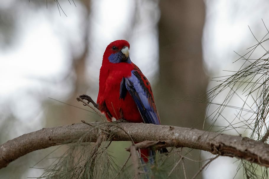 rosella, bird, wild, parrot, colorful, nature, blue, red, australia HD wallpaper