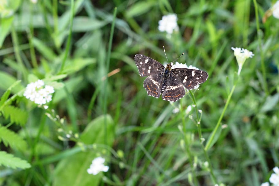 butterfly, small, flower, insect, nature, meadow, animal themes HD wallpaper