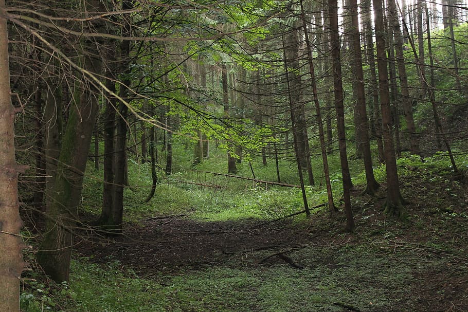 forest, gloomy, trees, land, plant, tranquility, woodland, tree trunk HD wallpaper
