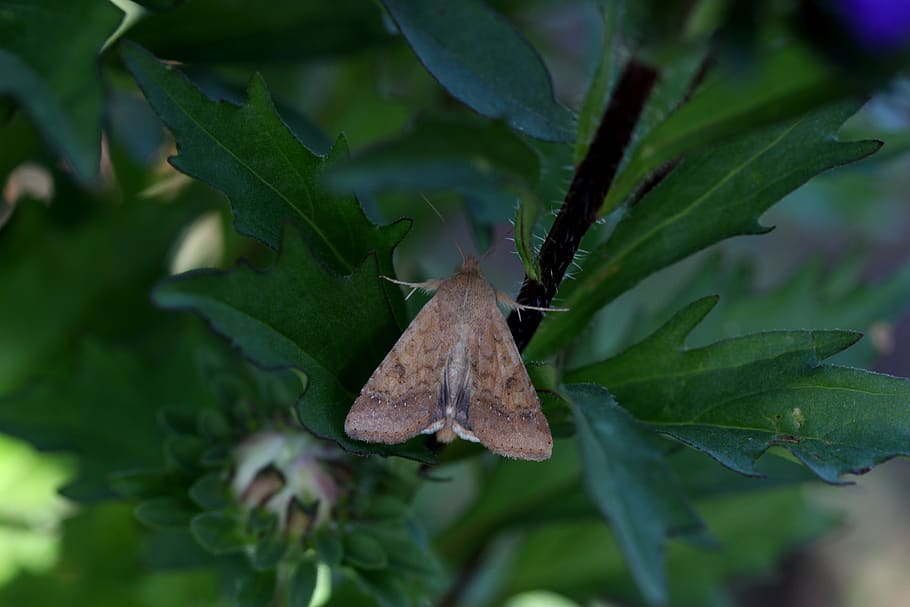 butterfly, leaf, green, sleep, plant part, one animal, animal wildlife HD wallpaper