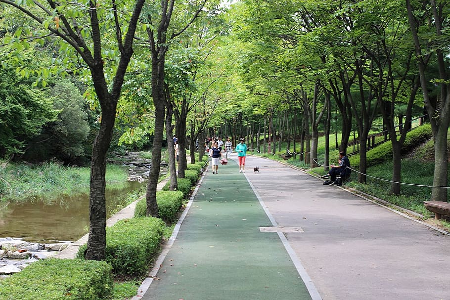 Desktop, Wallpapers, Walk, Street, park, wood, forest, jogging HD wallpaper