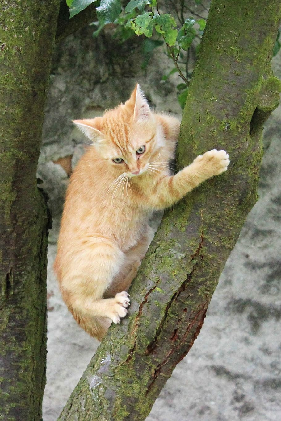 Cat, Kitten, Cub, Hairy, Pet, red, mammal, kitty, small, cute HD wallpaper