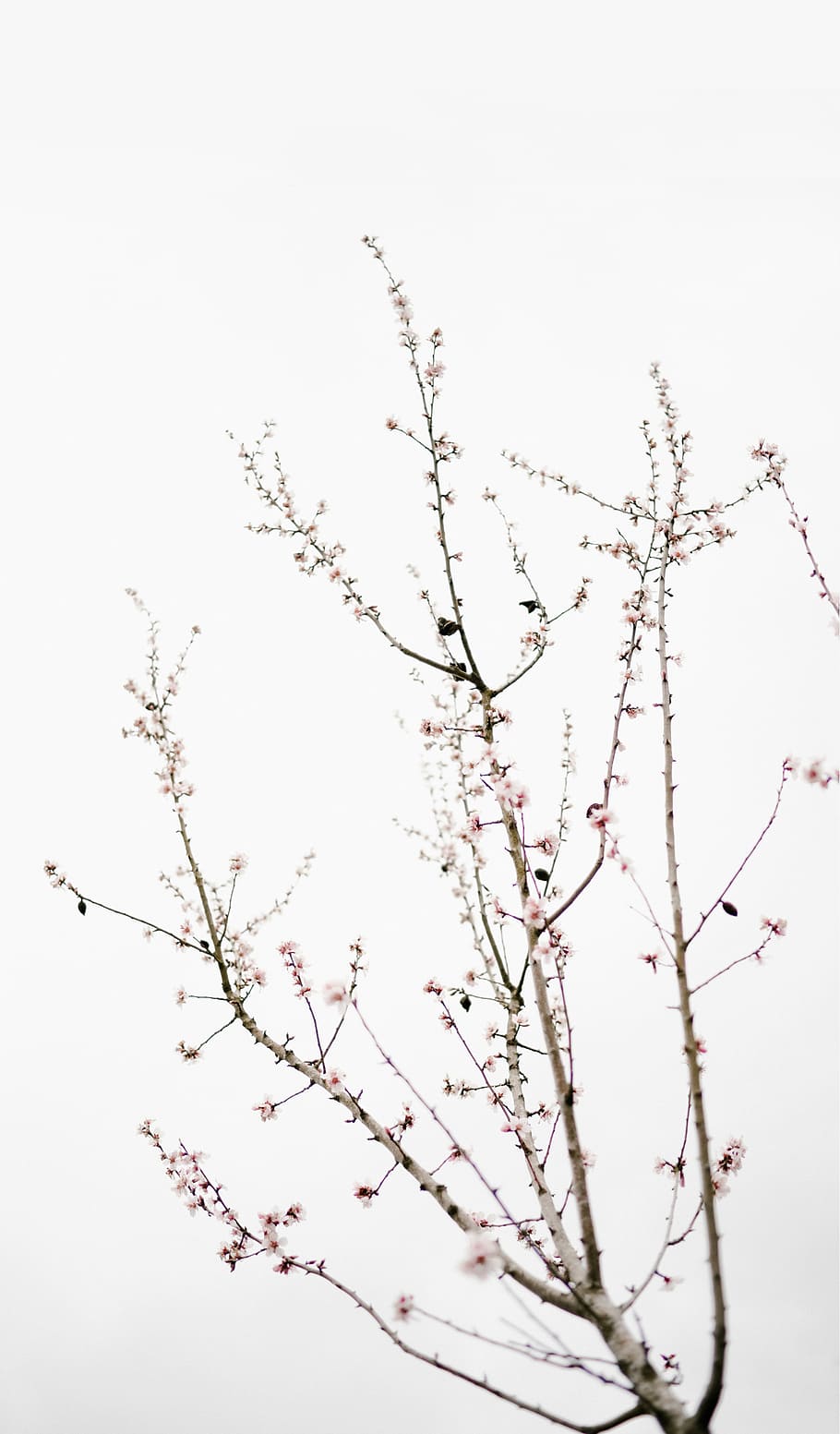 sakura tree under cloudy sky, close photography of cherry blossoms during daytime HD wallpaper