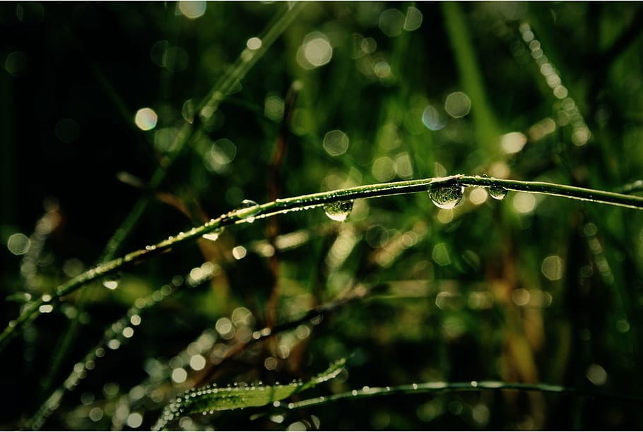 grass, green, rain, drop of water, nature, plant, meadow, reflection