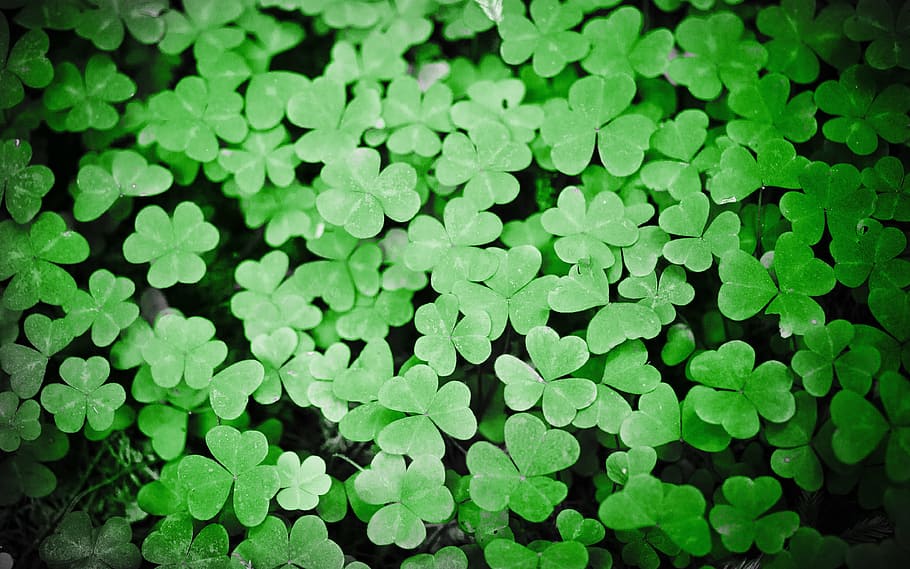 green clover leaves, clovers, plant, patrick, holiday, leaf, ireland, HD wallpaper