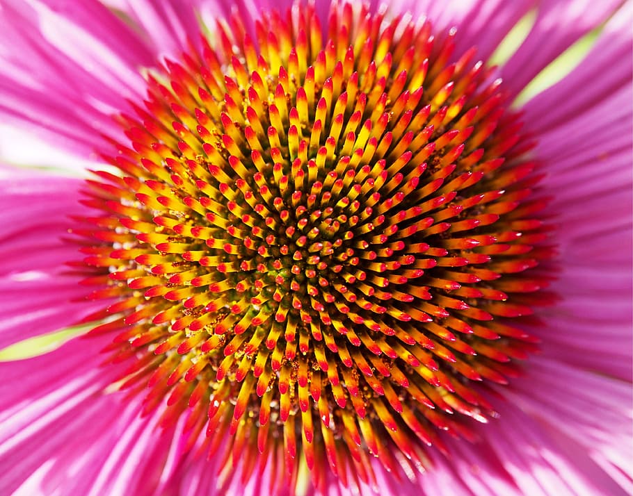 macro photo of pink coneflower in bloom, explosion, burst, colour, HD wallpaper