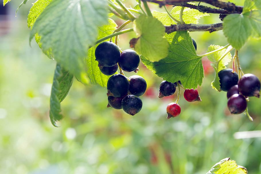 black currant, natural, healthy, food, garden, sad, jam, compote, HD wallpaper