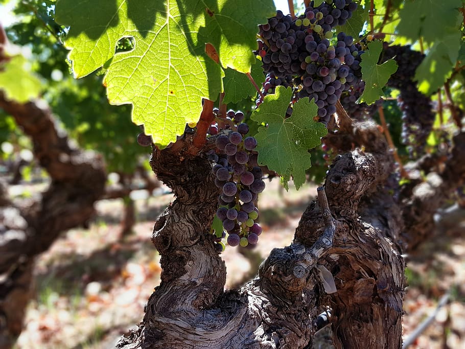 grapes, vines, vineyard, tree trunk, focus on foreground, nature HD wallpaper