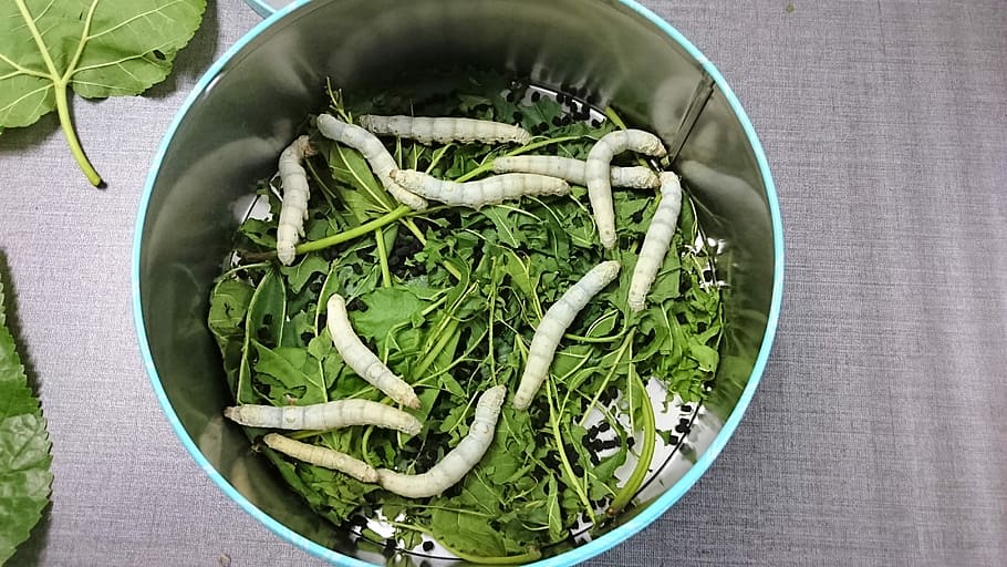 Silkworm, Mulberry, Leaf, Iron, Box, mulberry leaf, iron box HD wallpaper