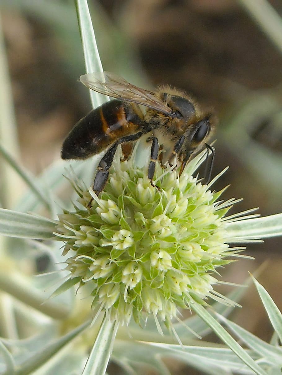 bee, insect, closeup, flying insect, summer, flower, nectar HD wallpaper