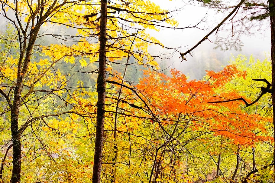 Maple, Jiuzhaigou, autumn, tree, leaf, change, forest, nature HD wallpaper