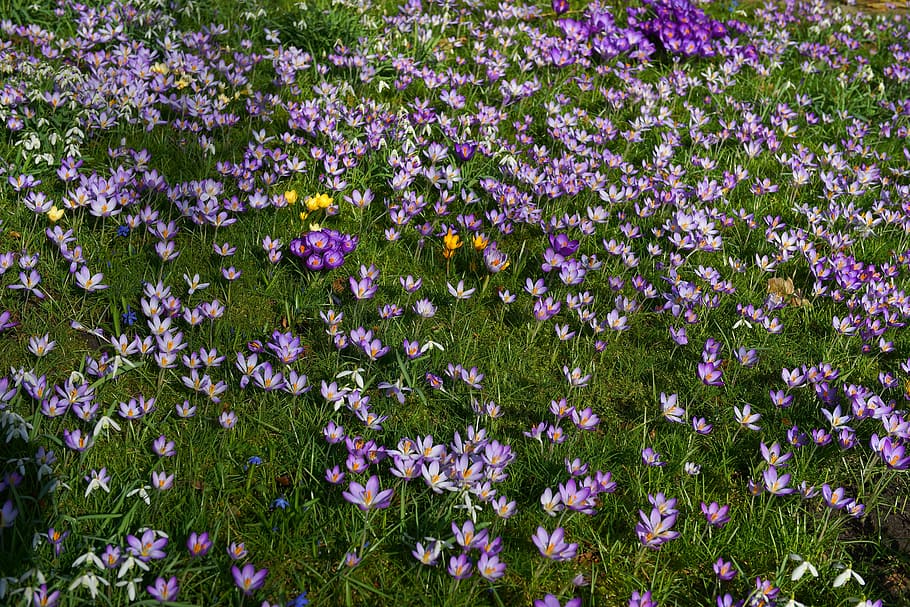 garden, crocus, spring, flowers, nature, early bloomer, spring flowers HD wallpaper