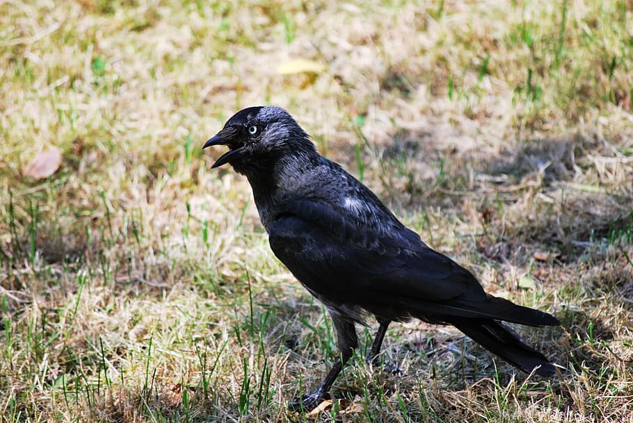 bird, black, crow, nature, animal, animal wildlife, one animal HD wallpaper