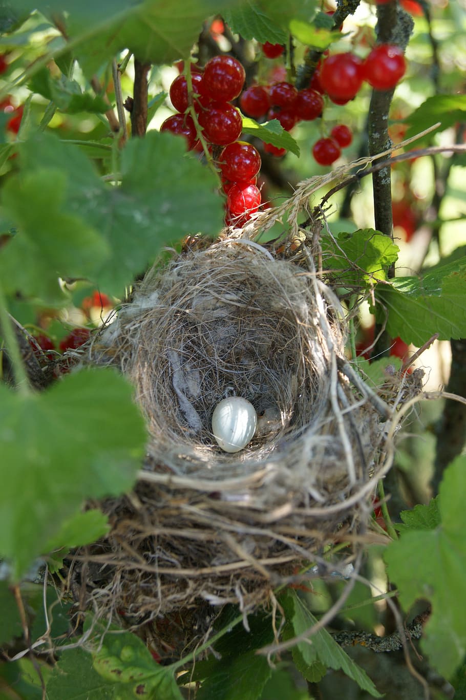 socket, currant, bird, animal, animal nest, plant, close-up HD wallpaper