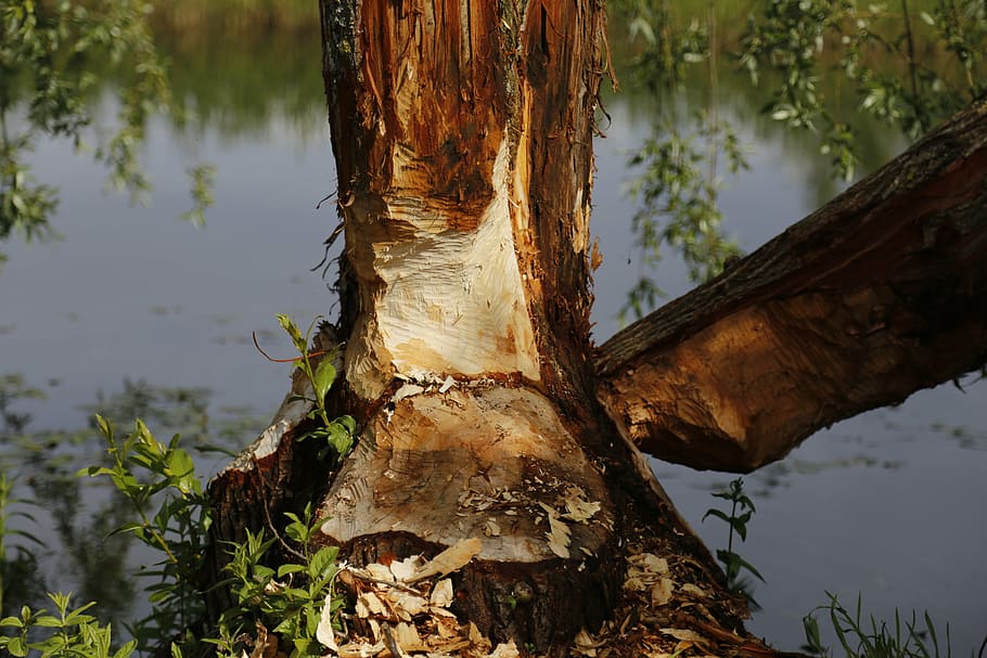 beaver, tree, nature, water, wood, nager, beaver damage, plant HD wallpaper
