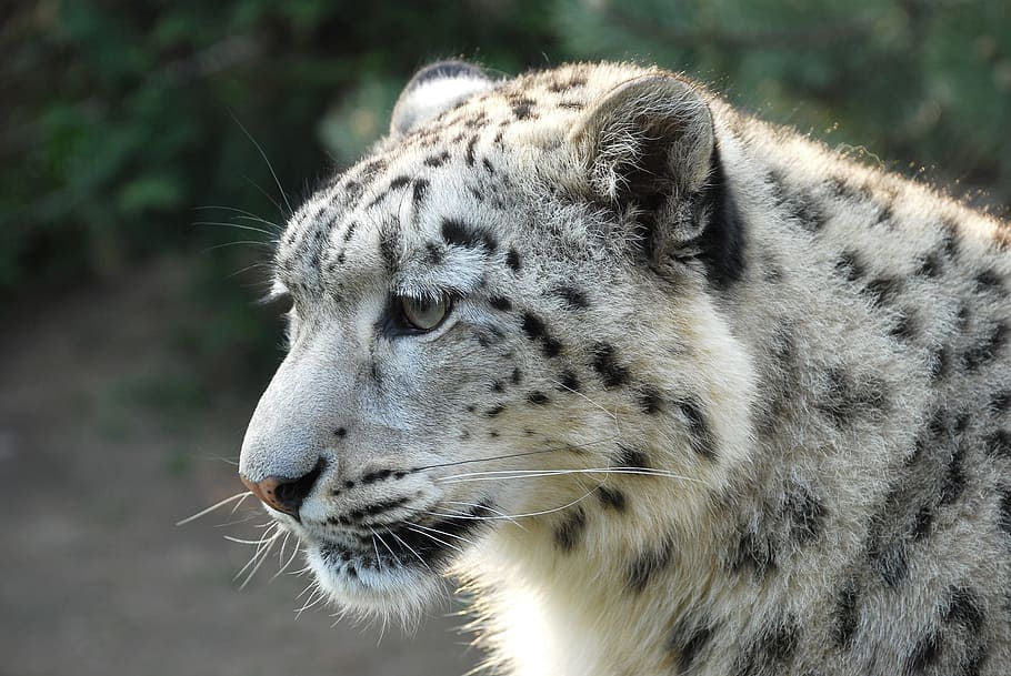 white tiger, leopard, snow leopard, animal, one animal, animal themes HD wallpaper